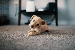 Green USA Carpet Cleaning - Photo Cute Dog On Carpet